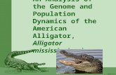 An Analysis of the Genome and Population Dynamics of the American Alligator, Alligator mississippiensis.