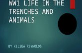 WW1 LIFE IN THE TRENCHES AND ANIMALS BY KELSEA REYNOLDS.