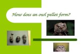 How does an owl pellet form? Catching the prey… Before an owl pellet can start to be formed, the owl must first catch its prey. Owls are carnivores and.