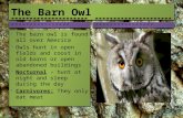 The Barn Owl -------------------------------------  The barn owl is found all over America  Owls hunt in open fields and roost in old barns or open abandoned.