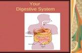 Your Digestive System. The digestive system consists of: Digestive tract,Oral cavity,Salivary glands Pharynx,Esophagus,Stomach intestines Liver Gallbladder.