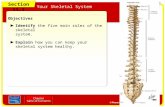 Section 11.1 Your Skeletal System Slide 1 of 24 Objectives Identify the five main roles of the skeletal system. Section 11.1 Your Skeletal System Explain.