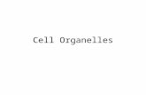 Cell Organelles. Features Found in all Cells Cell membrane Cytoplasm DNA ribosomes