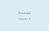 Tissues Chapter 4. Outline  Organs and Tissues  Meristematic Tissues Apical Meristems Lateral Meristems Intercalary Meristems  Tissues Produced by.