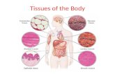 Tissues of the Body. Body Tissues  Cells are specialized for particular functions  Tissues  Groups of cells with similar structure and function  Four.