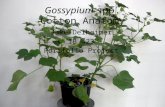 Gossypium spp. Cotton Anatomy Jake Delheimer IB 423 Portfolio Project.