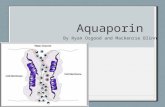Aquaporin By Ryan Osgood and Mackenzie Blinn. What they are Aquaporin is a protein embedded in the cell membrane in order to regulate the flow of water.