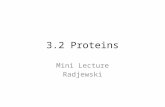 3.2 Proteins Mini Lecture Radjewski. Major functions of proteins: Enzymesâ€”catalytic proteins Defensive proteins (e.g., antibodies) Hormonal and regulatory