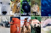 Endangered Species By: Thomas Keller, Christian Herrera and Ian Grullon.
