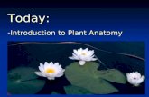 Today: -Introduction to Plant Anatomy. Plant Morphology Reflects the demands of two very different environments: Soil and Air Intro to Plant Anatomy.