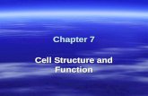 Chapter 7 Cell Structure and Function. 7.1 The Discovery of Cells  Robert Hooke –Discovered 1 st cell –Observed dead cork cells –Named the cell: basic.