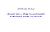 Artemisia annua Chinese name: Qing hoa su English: wormwood, sweet wormwood