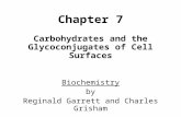 Chapter 7 Carbohydrates and the Glycoconjugates of Cell Surfaces Biochemistry by Reginald Garrett and Charles Grisham.