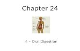 Chapter 24 4 – Oral Digestion. Oral Digestion The first portion of the GI tract (alimentary canal) that receives food and saliva is called the mouth.