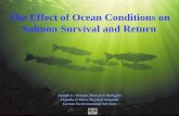 The Effect of Ocean Conditions on Salmon Survival and Return Joseph C. Greene, Research Biologist Claudia J. Wise, Physical Scientist Greene Environmental.