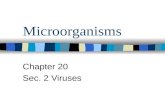 Microorganisms Chapter 20 Sec. 2 Viruses. Are viruses alive? Viruses are so small they can only be seen with an electron microscope. But is a virus alive?