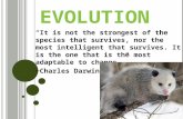 E VOLUTION “It is not the strongest of the species that survives, nor the most intelligent that survives. It is the one that is the most adaptable to change.”