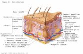 Copyright © 2010 Pearson Education, Inc. Figure 5.1 Skin structure. Epidermis Hair shaft Dermis Reticular layer Papillary layer Hypodermis (superficial.