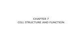 CHAPTER 7 CELL STRUCTURE AND FUNCTION. 7-1 Life is Cellular.