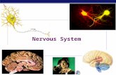 AP Biology 2007-2008 Nervous System. AP Biology Nervous system cells dendrites cell body axon synaptic terminal  Neuron  a nerve cell  Structure fits.