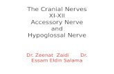 The Cranial Nerves XI-XII Accessory Nerve and Hypoglossal Nerve Dr. Zeenat Zaidi Dr. Essam Eldin Salama.