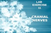 LAB EXERCISE 11 CRANIAL NERVES. Cranial Nerves Twelve pairs of cranial nerves –That arise from the brain Each nerve is identified by a Roman number –I.