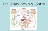 The Human Nervous System. Major Organs Brain, Spinal Chord, Nerves.