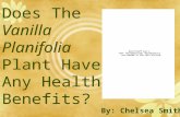 Does The Vanilla Planifolia Plant Have Any Health Benefits? By: Chelsea Smith.