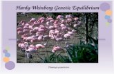 Hardy-Weinberg Genetic Equilibrium Flamingo population.