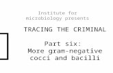 TRACING THE CRIMINAL Part six: More gram-negative cocci and bacilli Institute for microbiology presents