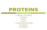 PROTEINS i. FIBROUS PROTEINS Collagen Elastin Keratin ii. GLOBULAR PROTEINS Myoglobin Hemoglobin