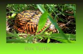Box turtles are reptiles. Reptiles are cold blooded and their body temperature changes with the weather.