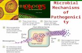 Ch 15 Microbial Mechanisms of Pathogenicity. Student Learning Outcomes Identify the principal portals of entry and exit. Using examples, explain how microbes.