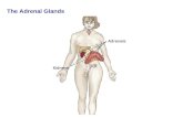 The Adrenal Glands. The Adrenal Glands - Structure