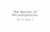 The Nature of Microorganisms Ch.12 Unit 1. Surrounded by Microorganisms In the air On our skin In our food Things we touch Disease causing microorganisms.