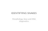 IDENTIFYING SNAKES Morphology, keys and DNA diagnostics.