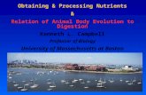 Obtaining & Processing Nutrients & Relation of Animal Body Evolution to Digestion Kenneth L. Campbell Professor of Biology University of Massachusetts.