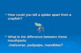 How could you tell a spider apart from a crayfish?  What is the difference between these mouthparts: chelicerae, pedipalps, mandibles? chelicerae, pedipalps,