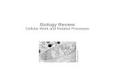 Biology Review Cellular Work and Related Processes .