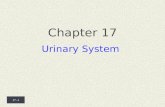 17 -1 Chapter 17 Urinary System. 17 -2  Introduction The urinary system consists of two kidneys that filter the blood, two ureters, a urinary bladder,