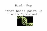 Brain Pop What bases pairs up with Cytosine?. 1 DNA stands for deoxyribose nucleic acid This chemical substance is present in the nucleus of all cells.