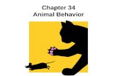 Chapter 34 Animal Behavior. What is behavior? Response to an environmental stimulus Response = a single, specific reaction to a stimulus Stimulus = any.