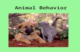 Animal Behavior. Behavior · Behavior is the way an organism interacts with other organisms and its environment. ·Some behaviors are learned, while others.