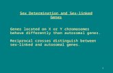 1 Sex Determination and Sex-linked Genes Genes located on X or Y chromosomes behave differently than autosomal genes. Reciprocal crosses distinguish between.