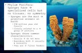 Phylum Porifera: Sponges have  specialized cells but no tissues; no symmetry –Sponges are the most  primitive animals on Earth 570 million year old fossils.