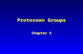 Protozoan Groups Chapter 5. Protozoa ProtostomesDeuterostomes Coelomates Acoelomates Mollusca Crustacea Arachnida Insecta Annelida Echinodermata Chordata.