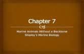 Marine Animals Without a Backbone Shipley’s Marine Biology.