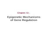Chapter 12: Epigenetic Mechanisms of Gene Regulation.