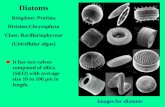 Diatoms Kingdom: Protista Division:Chrysophyta Class: Bacillariophyceae (Unicellular algae) It has two valves composed of silica (SiO2) with average size.