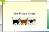 Sex-linked Traits. Sex Determination  Sex chromosomes – determines the sex of an individual YY XX  Males have X and Y  Two kinds of gametes  Female.